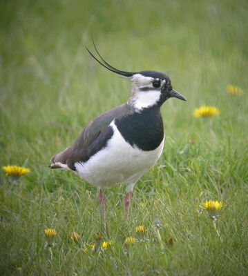 Ein Kiebitz steht auf einer Wiese