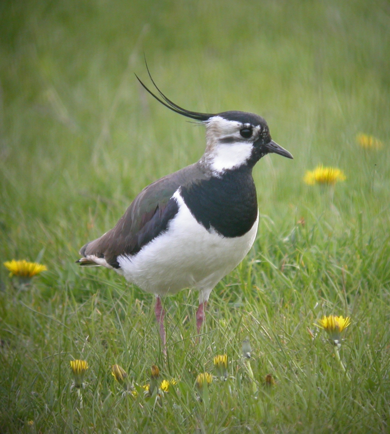 Ein Kiebitz auf einer Wiese